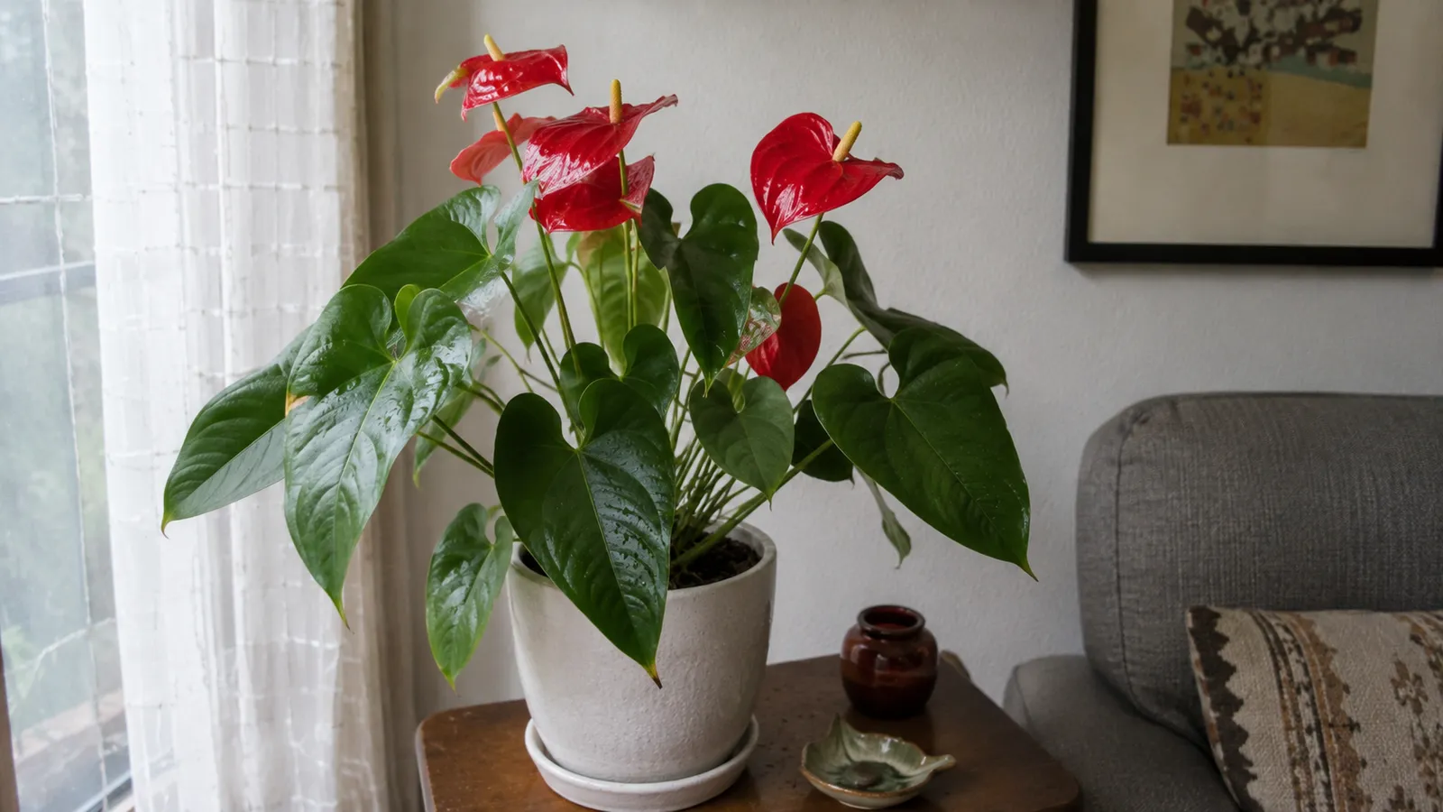 Anthurium con flores rojas cerosas y espádice amarillo en maceta de cerámica blanca junto a una ventana con cortina