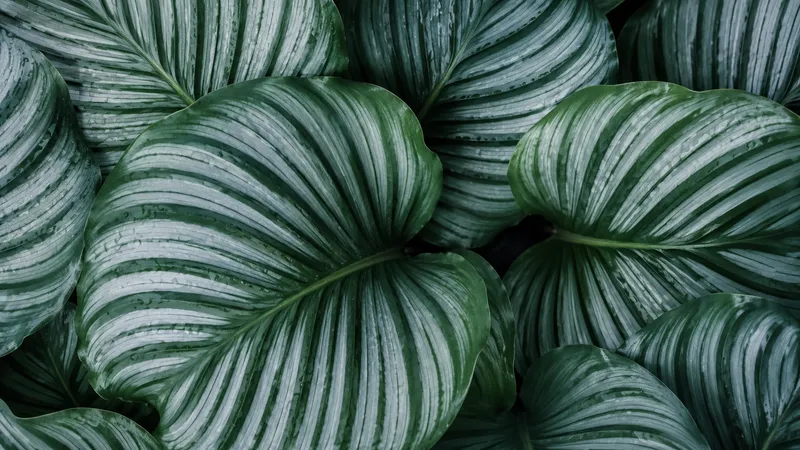 Hojas de calathea orbifolia con patrones de rayas plateadas y gotas de rocío