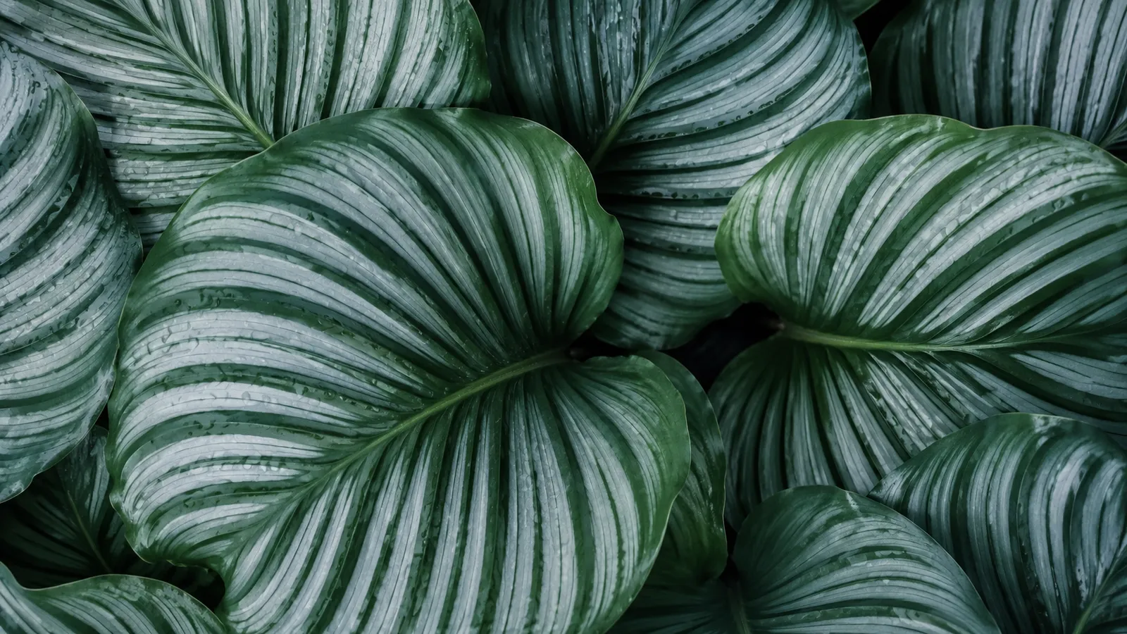 Primer plano de hojas de calathea orbifolia con sus patrones de rayas plateadas y gotas de rocío