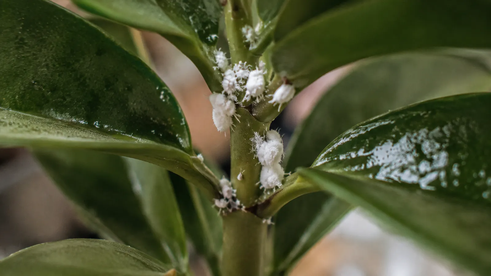 Motas blancas algodonosas de cochinilla algodonosa agrupadas en el tallo y las axilas de las hojas de una planta de interior
