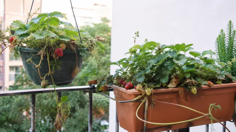 Plantas de fresa con frutos maduros en maceta colgante y jardinera de balcón