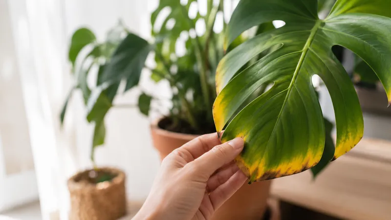 Mano examinando una hoja de monstera con bordes amarillentos