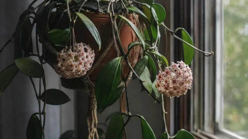 Hoya: la flor de cera que premia a los pacientes