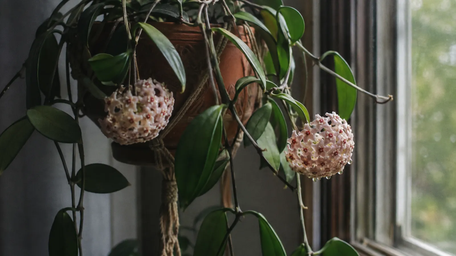 Hoya carnosa colgante junto a una ventana con dos umbelas de flores de cera rosadas y gotas de néctar
