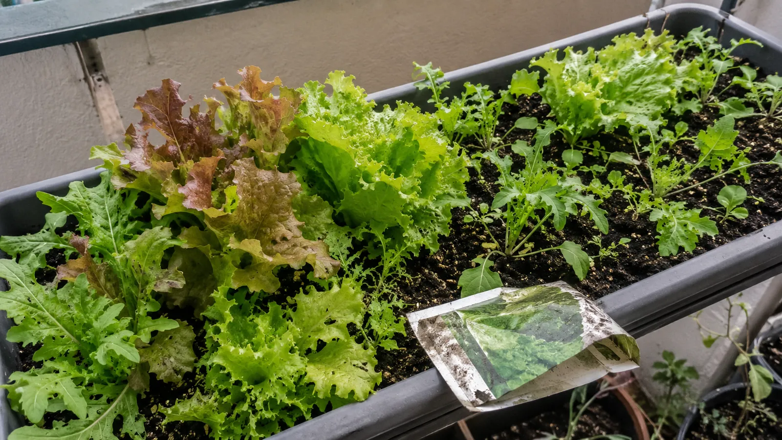 Jardinera de balcón con lechugas hoja de roble y batavia junto a rúcula recién brotada y un sobre de semillas usado