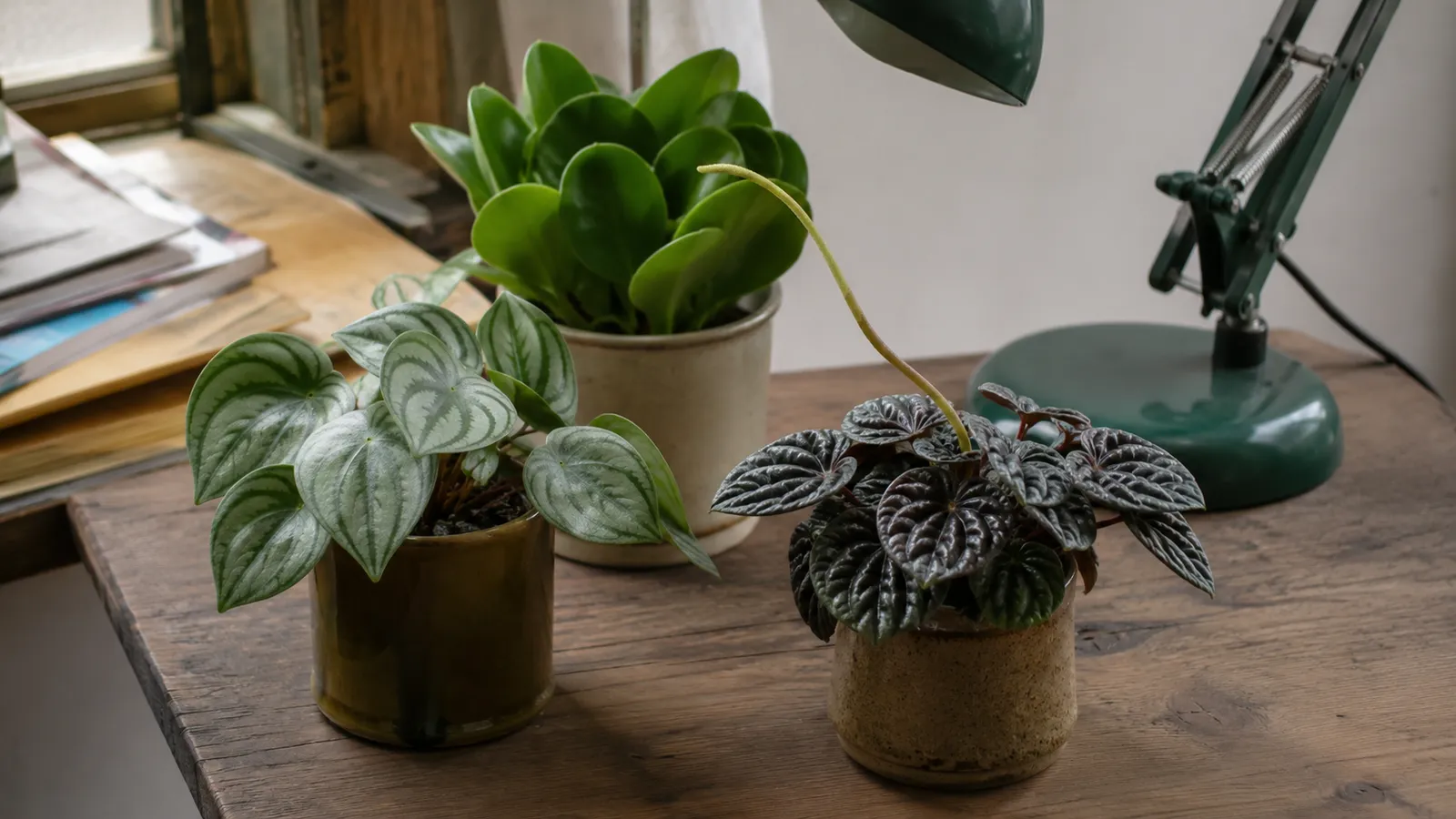 Tres peperomias en macetas pequeñas sobre un escritorio: sandía rayada, obtusifolia de hoja redonda y caperata rugosa con espiga floral