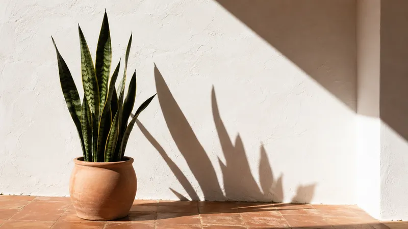 Sansevieria en maceta de terracota contra pared encalada con sombras gráficas