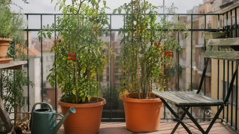 Tomateras cherry con tutores en macetas grandes en una terraza urbana